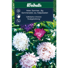 Sommeraster, lav 'Dvärgdrottning'